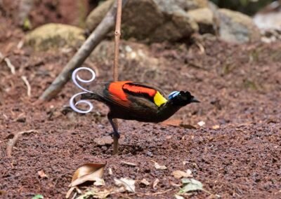 Waigeo Arfak Nimbokrang