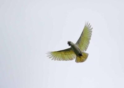 Lesser Sunda Birding